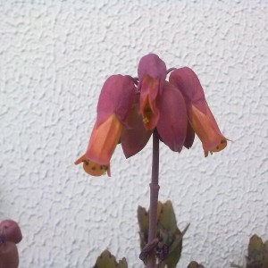 kalanchoe