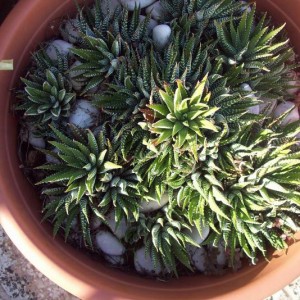 Haworthia Attenuata