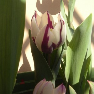 Tulipano 2