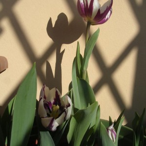 Tulipano