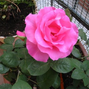 MC CARTNEY ROSE 1