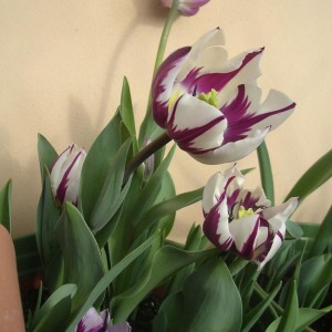 Tulipani