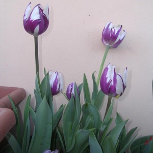 Tulipani 4