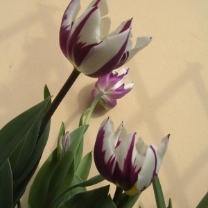 Tulipani 2