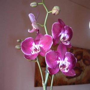 Phalaenopsis 7