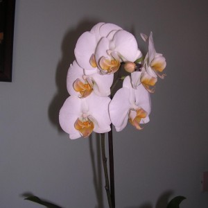 Phalaenopsis 14