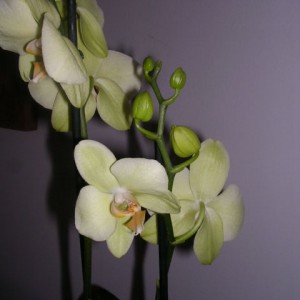 Phalaenopsis 3