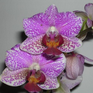 Phalaenopsis 2