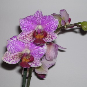 Phalaenopsis