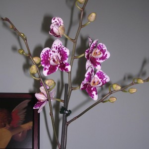 Phalaenopsis 15