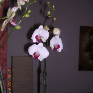 Phalaenopsis 8