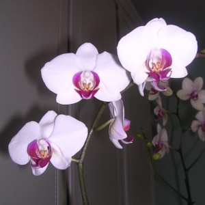 Phalaenopsis 11