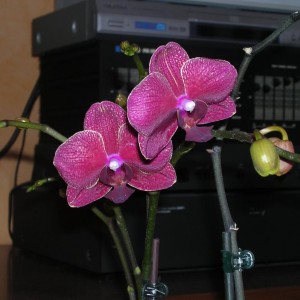 Phalaenopsis 17