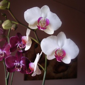 Phalaenopsis 10