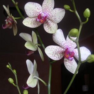 Phalaenopsis 13