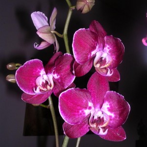 Phalaenopsis 6