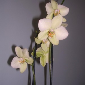 Phalaenopsis 4