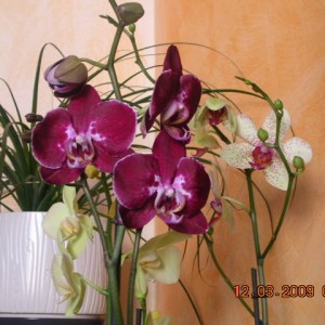 Phalaenopsis 16