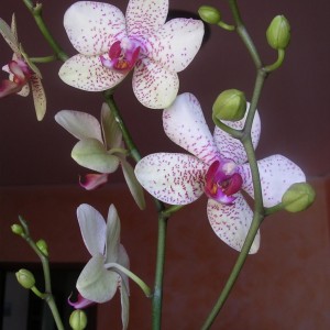 Phalaenopsis 12