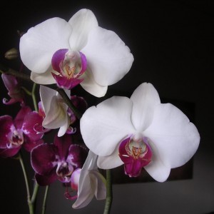 Phalaenopsis 9