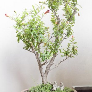 Punica granatum- bonsai di melograno.