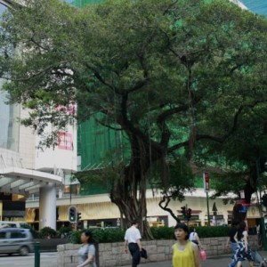 Ficus ai bordi delle strade, Hong Kong.