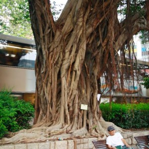 Ficus Hong kong...