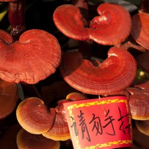 Reishi Mushroom (Reishi (Ganoderma lucidum).
