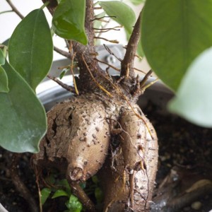 Ficus ginseng, bonsai.