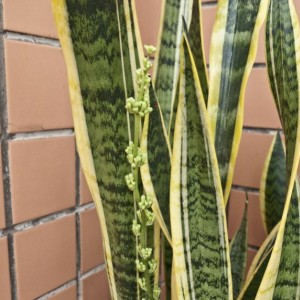 Sansevieria trifasciata-lingua di suocera...in fioritura :)