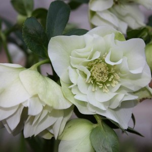 Helleborus Ellen doublewhite