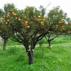 mandarino inverno 2010-2011
Nella totalità delle mie piante,nel mio giardino e orto,non si danno medicinali,solo rimedi naturali o ammessi in agricol