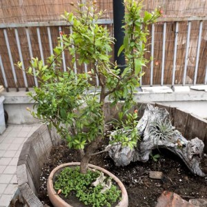 Melogranino bonsai:)