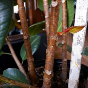 Ficus elastica