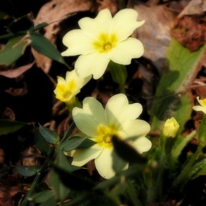 Primula vulgaris