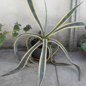 AGAVE AMERICANA VARIEGATA MARGINATA