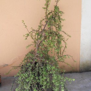 Portulacaria Afra