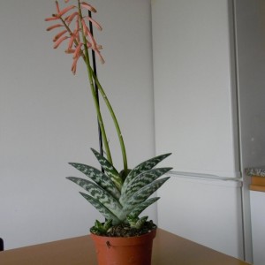 Aloe variegata DSCN1368
