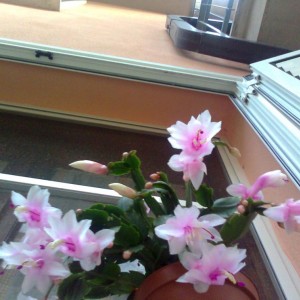 schlumbergera o natalina bianca