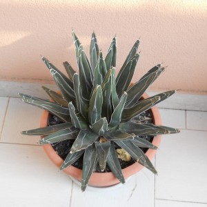 AGAVE VICTORIAE REGINAE