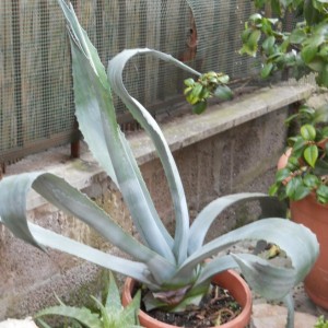 AGAVE AMERICANA