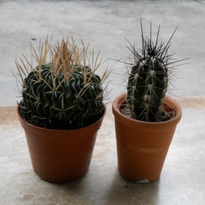 ECHINOFOSSULOCACTUS E STETSONIA CORYNE