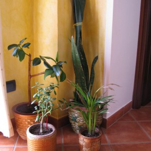 Ficus Elastica,Sansevieria,Crassula Ovata,Dypsis Lutescens.