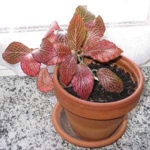 Fittonia.