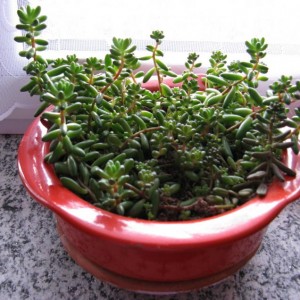 Sedum Rubrotinctum.