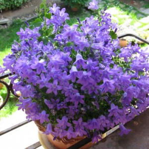 Campanula Portenschlagiana.