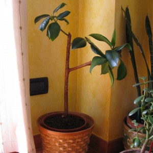 Ficus Elastica.