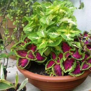 coleus2010