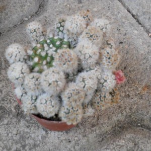 MAMMILLARIA GRACILIS MOSTRUOSA