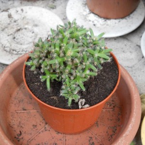 TRICHODIADEMA DENSUM